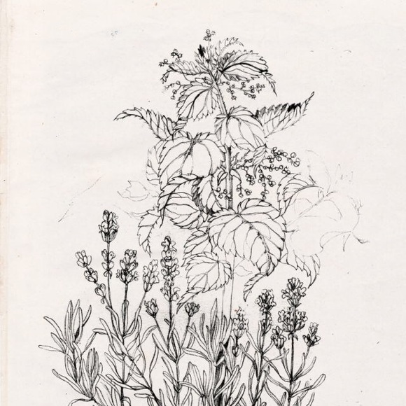 Meet your Posher, Carlie - Picture 1 of 1